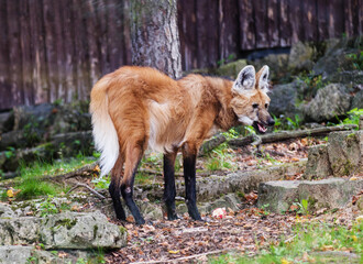 Maned wolf (Chrysocyon brachyurus) in a forest © Kristians Berents/Wirestock