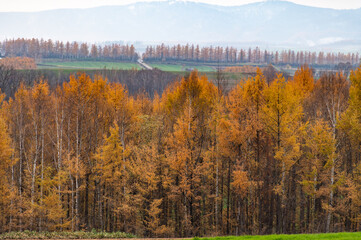 １１月美瑛カラマツ紅葉風景