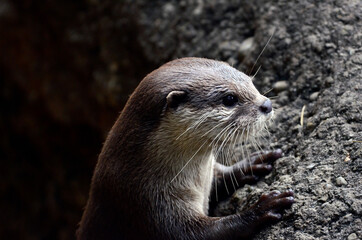 コメツカワウソ