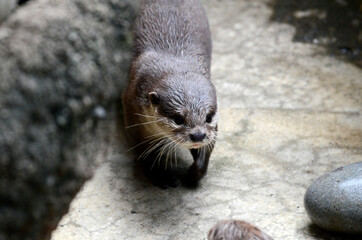 Fototapeta premium コメツカワウソ