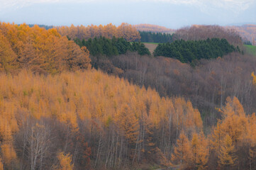 １１月美瑛カラマツ紅葉風景