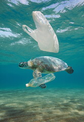 Plastic waste pollution underwater, a sea turtle with plastic bag and bottle in the ocean