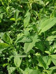 plant