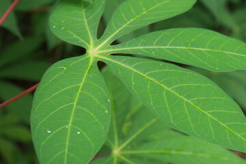 green leaves background
