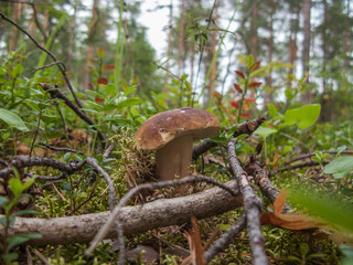 Boletus mushroom in the forest close up, macro
