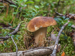 Boletus mushroom in the forest close up, macro