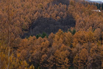１１月美瑛カラマツ紅葉風景