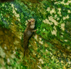 mudskipper (Periophthalmus) crawling on side of greeny rock