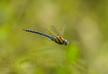 dragonfly migrant hawker (Aeshna mixta) in flight