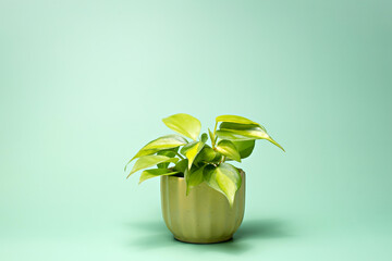 Philodendron Brasil, potted plant on pastel green background. Houseplant for minimal creative home decor concept.