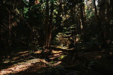 Sunbeam in dark forest