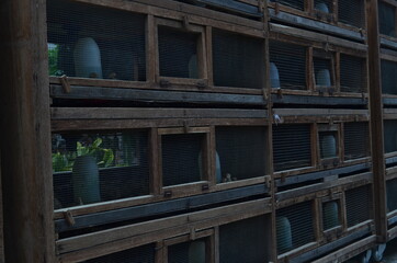 baby quail which is still several days old in a special cage