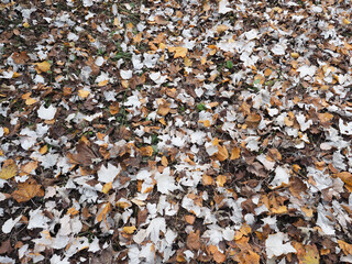 brown autumn leaves background