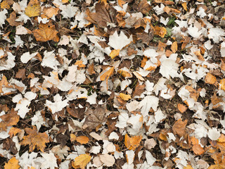 brown autumn leaves background