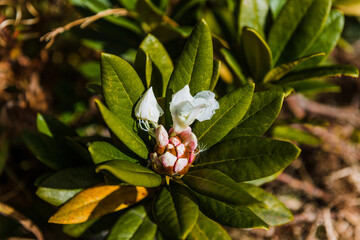 Rododendron. Green alpine flower in mountain macro.