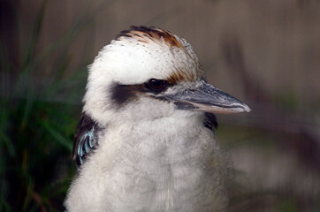 ワライカワセミ