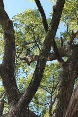 大木を下から見上げる