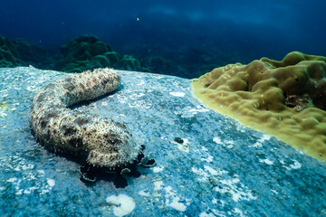 Marbled sea cucumber