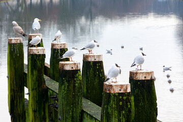 Ptaki mewy nad wodą na drewnianych belach - obrazy, fototapety, plakaty