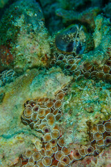 Poison claw sea urchin