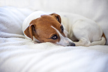 sick jack russell terrier curled up in a ball to keep warm on the soft white sofa, horizontal