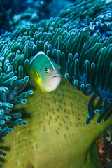Skunk Anemone fish