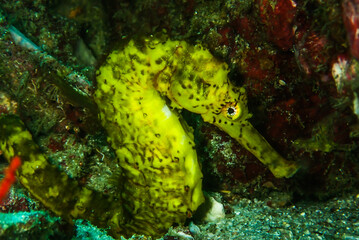Yellow tigertail Sea horse