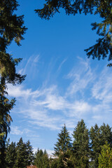 Obraz premium clouds over the forest