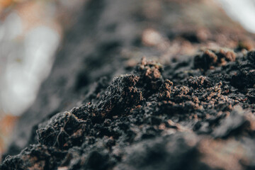 tree, tree bark