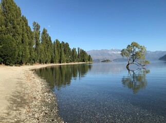 Tree in Lake Wanaka in New Zealand