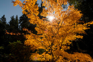 autumn in the forest