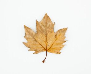 A weathered birch leaf is displayed isolated and backlit on a white background