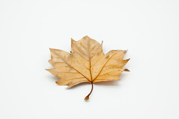 A weathered birch leaf is displayed isolated and backlit on a white background