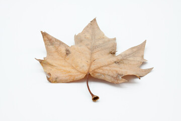 A weathered birch leaf is displayed isolated and backlit on a white background