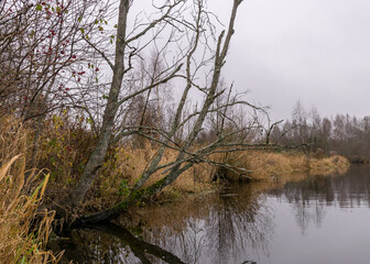 autumn landscape gray and cloudy day, river bank with bare trees and bushes, bank reflection in river water
