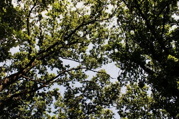 leaves against the sky