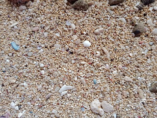 Seashells on beach sand close up