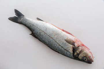 Sea bass with white background