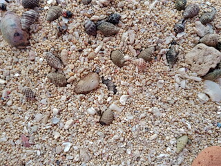 Seashells on beach sand close up