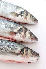 Sea bass with white background
