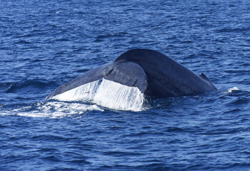 Fototapeta premium Blue Whale Tail in Mirissa Srilanka Indian Ocean