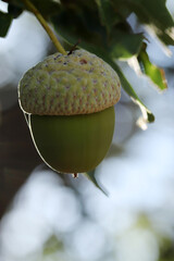 Fresh and young acorn on the tree