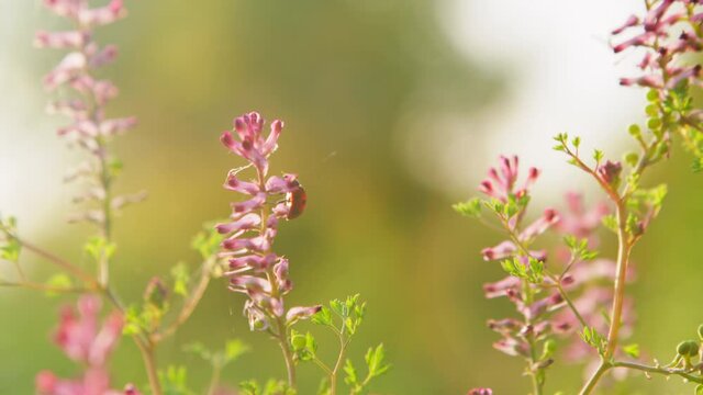 Close-up wildlife of a ladybug. Flowers of a common fumitory (fumaria officinalis).