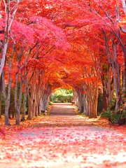 Papier Peint photo Rouge 北海道の紅葉風景 平岡樹芸センター紅葉トンネル