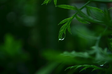 green leaf with water droplets after rain