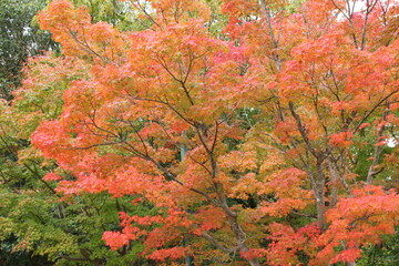 近江路の秋　紅葉