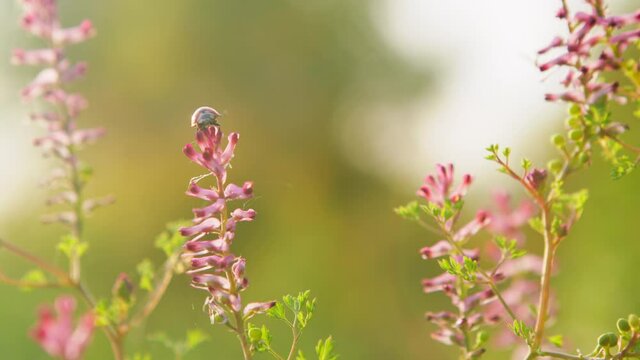 Seven-spot ladybird. Fumaria officinalis.