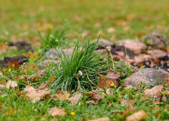 autumn leaf background, green grass cluster, ground texture in autumn, suitable for background