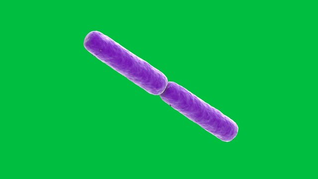 Purple Stick Shape Bacteria