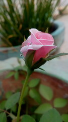 pink rose